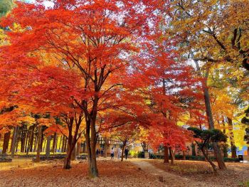 5 Days 4 Nights Korea Tour: Binh Duong - Seoul - Nami - Everland